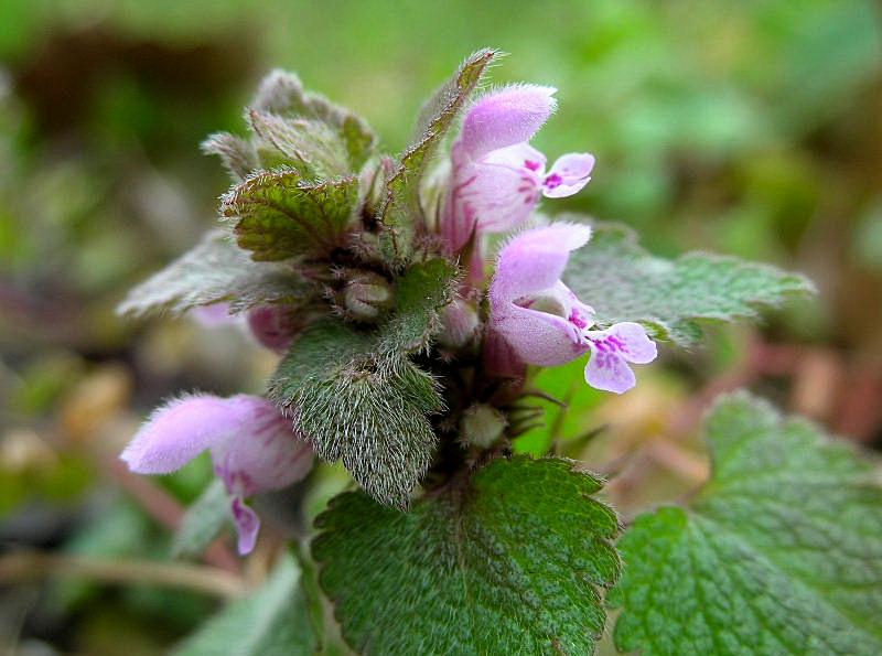 Lamium purpureum / Falsa ortica purpurea